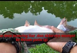 Cara Mancing Ikan Patin Di Kolam Liar